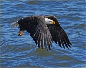 Michael Schmitt Skimming the Blue