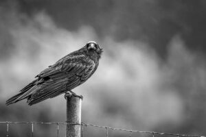 Carl Dean Quote the Raven