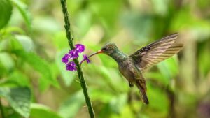 Kimberly Shadduck A Kiss of Purple