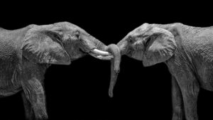 Kimberly Shadduck Wrapped in each other