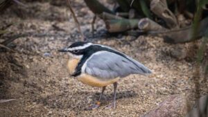 Mary Ellen Rescek Striking Nuthatch