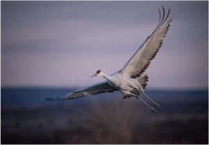 Michael Trahan Sandhill in Flight