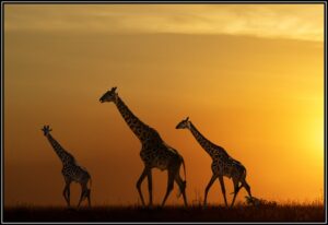 Sue Matsunaga Giraffe Family Silhouette