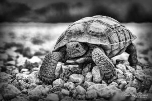 Anthony Roma Tortise with no hair