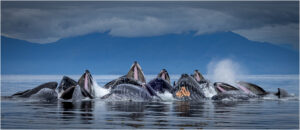 Karolyn Berkiel Surface Symphony