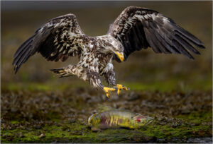 Karolyn Berkiel Catch of the day 6984 Edit 13 Edit