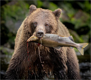 Karolyn Berkiel Salmon Slayer3956 Edit 3 Edit