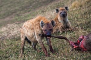 Carl Deal A Hyenas Lunch