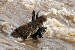 Carl Deal Crocodile Dinner