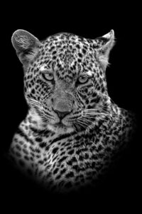 Carl Deal The Eyes Have it