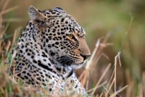 Carl Deal The Leopard