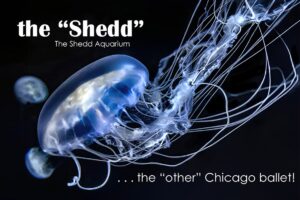 Carl Deal The Shedd