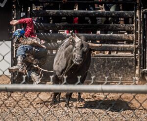 Harold Houser The Bull Won