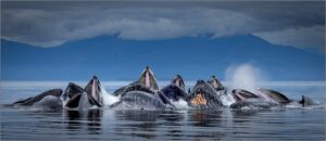 Karolyn Berkiel Surface Symphony