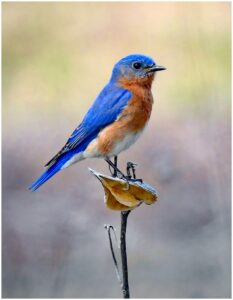 Michael Schmitt Bluebird