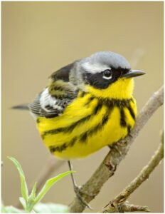 Michael Schmitt Magnolia Warbler