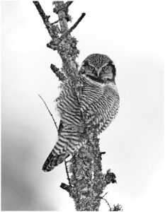 Michael Schmitt Northern Hawk Owl