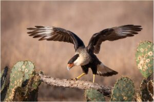 Michael Trahan Inbound