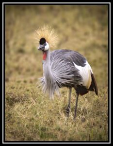 Sue Matsunaga Gray Crowned Crane