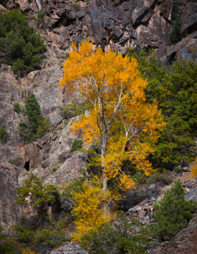 Aspens and Birches in the Mountains 7