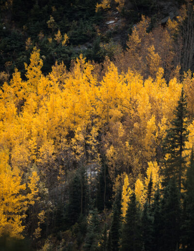 Mike Trahan Aspens and Birches in the Mountains 1