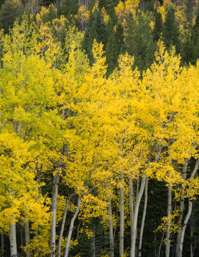 Mike Trahan Aspens and Birches in the Mountains 2