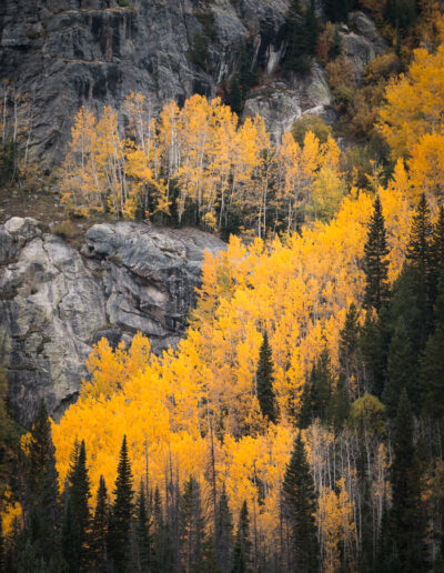 Mike Trahan Aspens and Birches in the Mountains 3