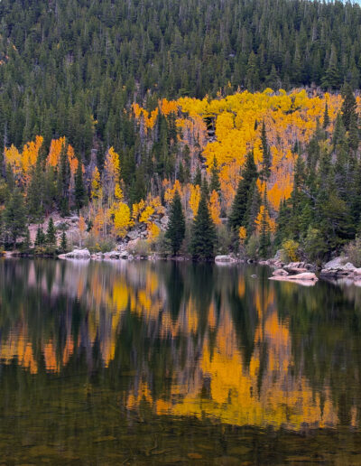 Mike Trahan Aspens and Birches in the Mountains 4