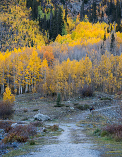 Mike Trahan Aspens and Birches in the Mountains 5