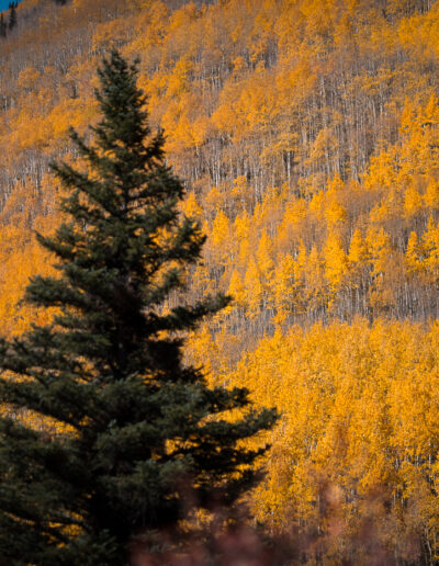 Mike Trahan Aspens and Birches in the Mountains 6