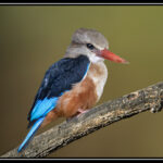 Sue Matsunaga Grey Headed Kingfisher