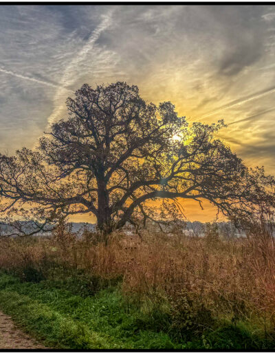 Sue Matsunaga Morning Tree